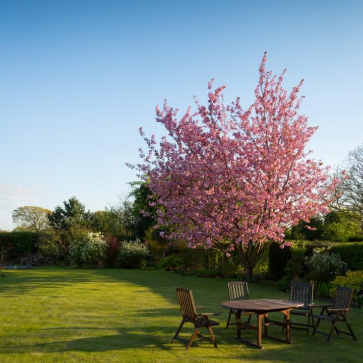 gardener-lawn-tree